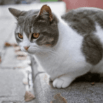 Cat crossing road! good or bad luck