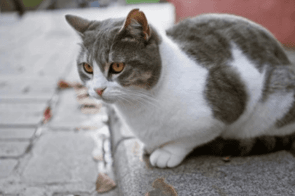 Cat crossing road! good or bad luck