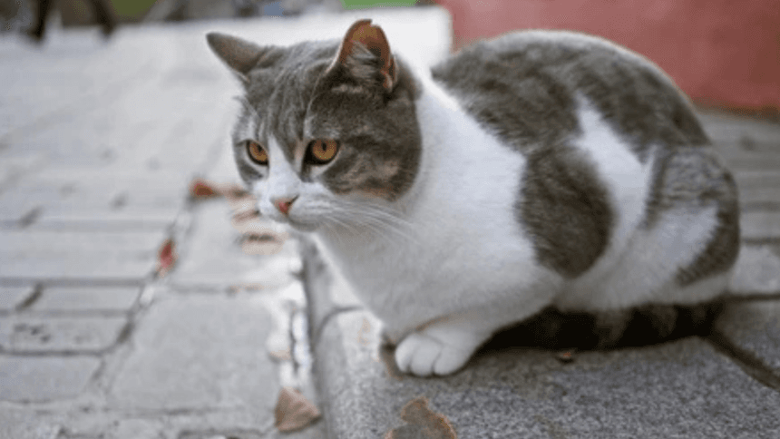 Cat crossing road! good or bad luck