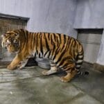 Bengal Safari Park