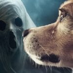 Dog Cry