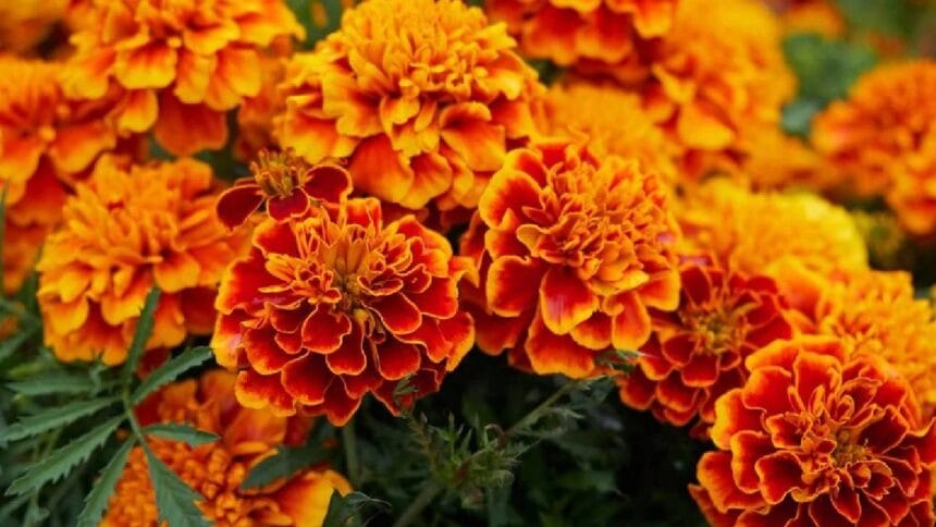 Marigold Care