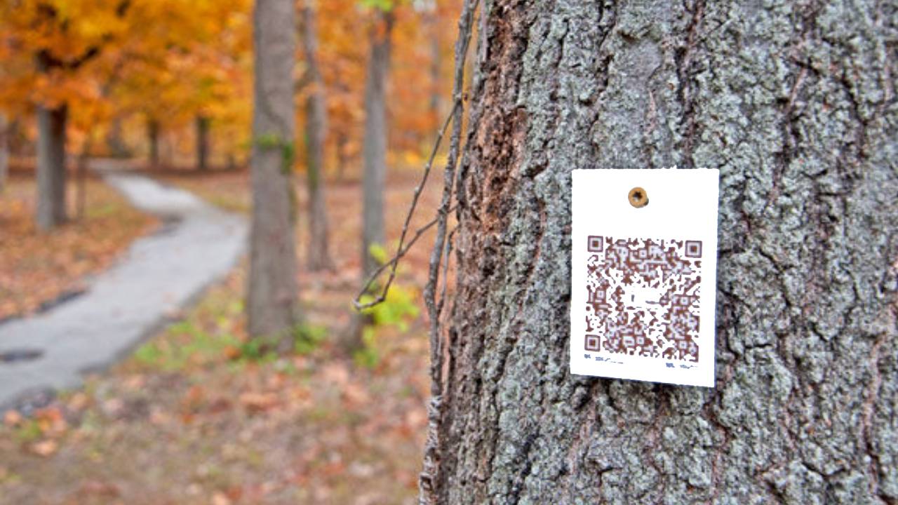 Tree QR Code: গাছের গায়ে QR কোড, অভিনব উদ্যোগ চন্দননগরে » KTV Bangla