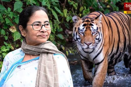 Tiger Fear