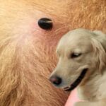 Dog Ticks Prevention