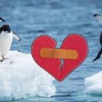 Penguin Divorce Rate