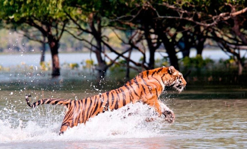 tigers fear