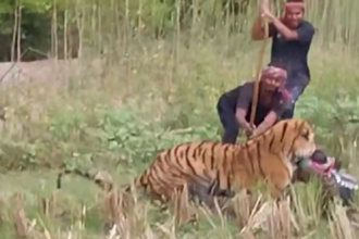 Maipith Royal Bengal Tiger