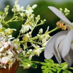 Sojne Phool Benefits