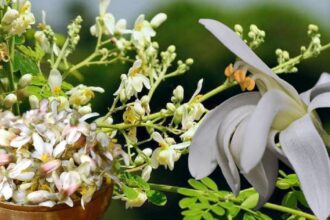 Sojne Phool Benefits