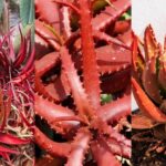 Red Aloe Vera Benefits