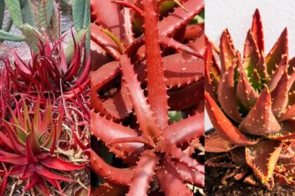 Red Aloe Vera Benefits