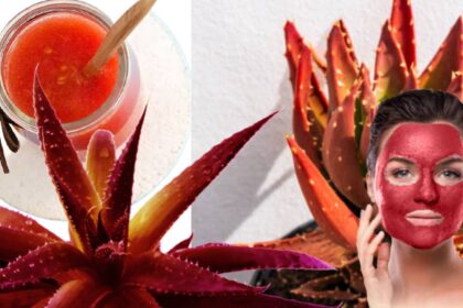 Red Aloe Vera Face Pack