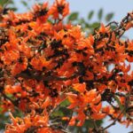 Palash Tree Benefits