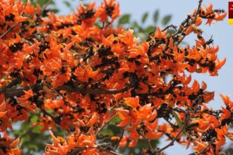 Palash Tree Benefits