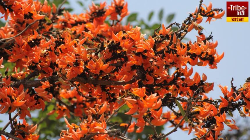 Palash Tree Benefits