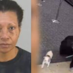 Drowning Dog In Airport