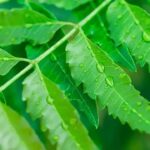 Neem Leaves Benefits