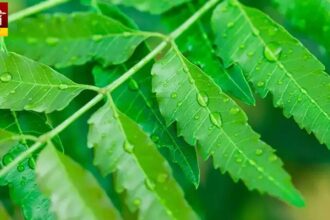 Neem Leaves Benefits