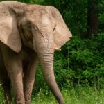 Elephants In Jharkhand