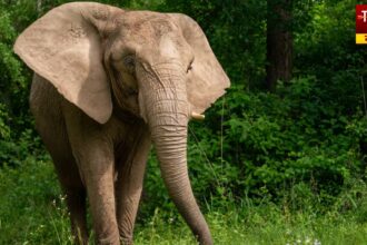 Elephants In Jharkhand