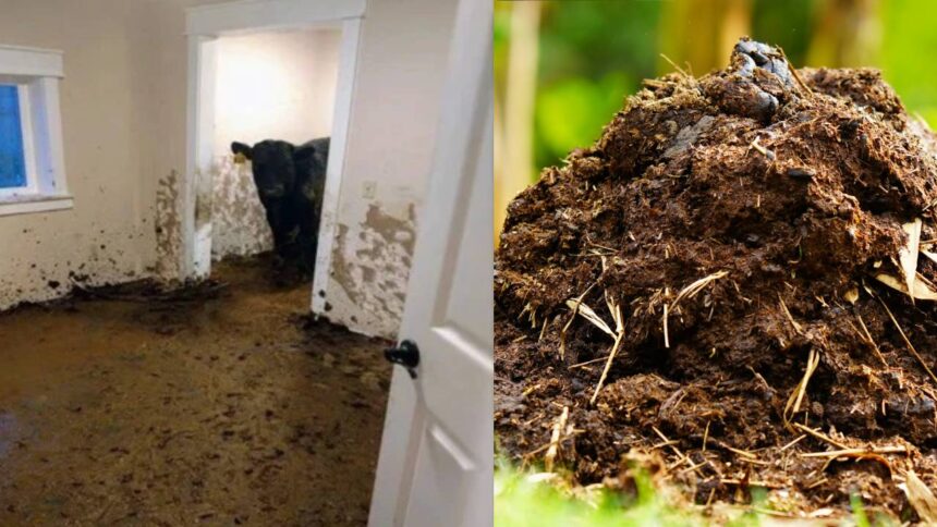Cow Dung Cover Home