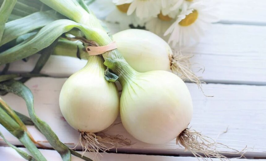 Onion
