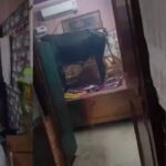 Cow in Bedroom