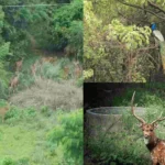 IT park in Telangana