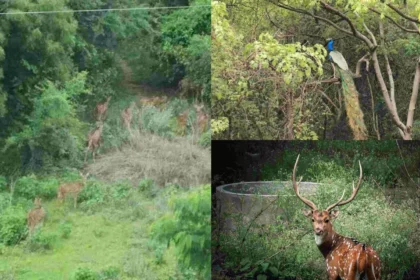 IT park in Telangana