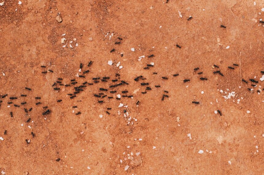 Get Rid Of Ant