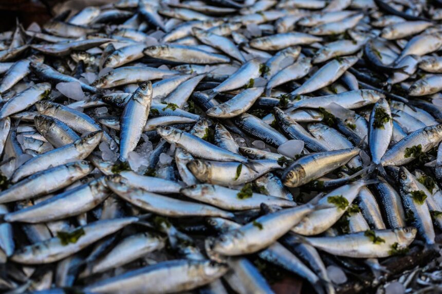 Health Benefits of Fish
