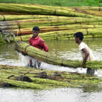 Raja jute Cultivation