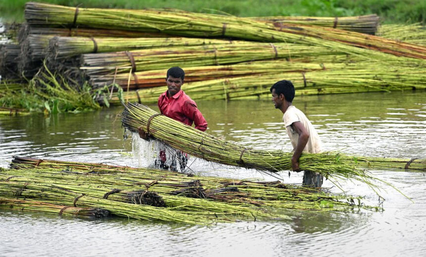 Raja jute Cultivation