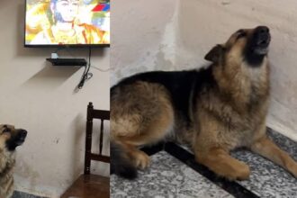 Dog sings Hanuman Chalisa