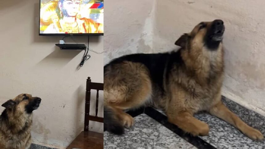Dog sings Hanuman Chalisa