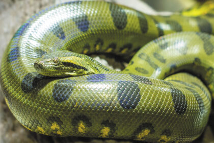 Green Anaconda