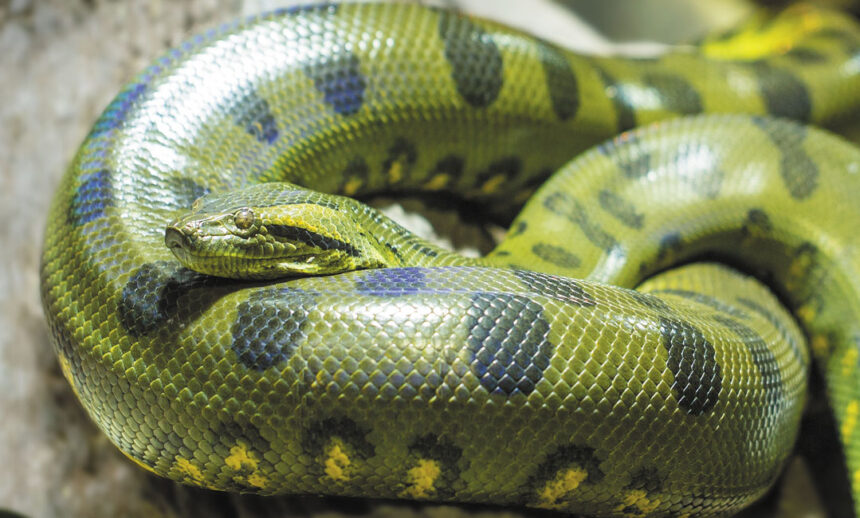 Green Anaconda