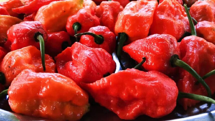 Bhut Jolokia