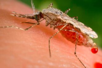 Research on Malaria