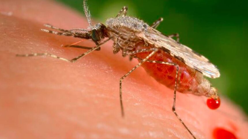 Research on Malaria