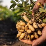 Egra Groundnut Losses