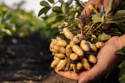 Egra Groundnut Losses