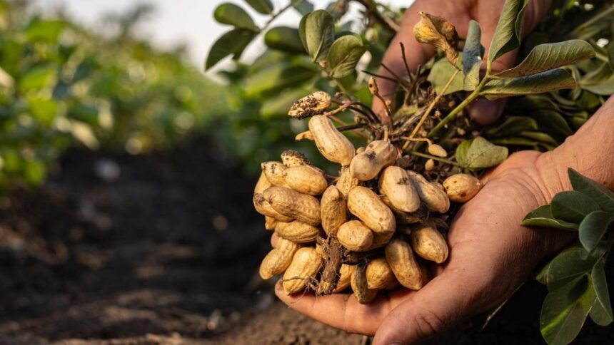 Egra Groundnut Losses