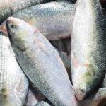 Hilsha Fish