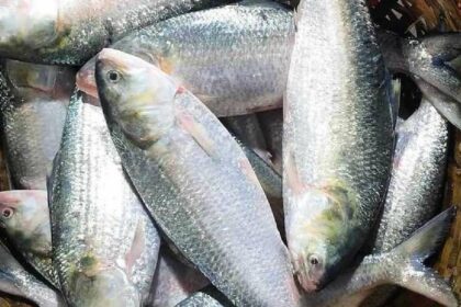 Hilsha Fish