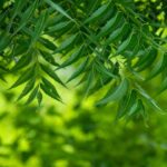 Neem Benefits