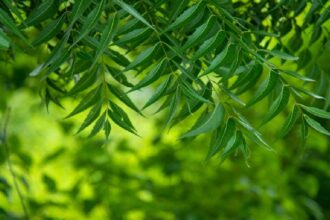 Neem Benefits