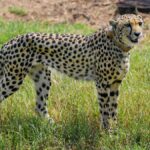 Kuno Cheetah Died