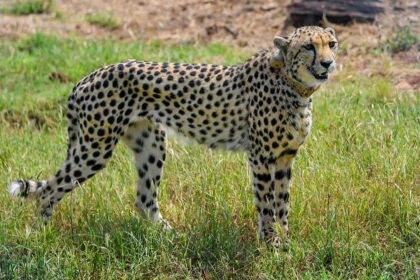 Kuno Cheetah Died